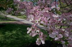 blossoms on trees in the spring